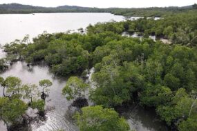 WWF Epson Mangrove Palawan